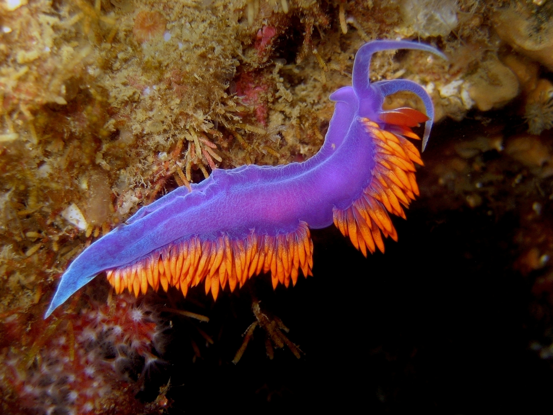 http://www.scubatube.org/m_pictures/Spanish%20Shawl%20Nudibranch.jpg